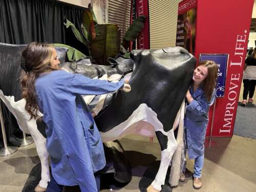 Two people place a baby cow into a cow model at the Royal fair exhibit