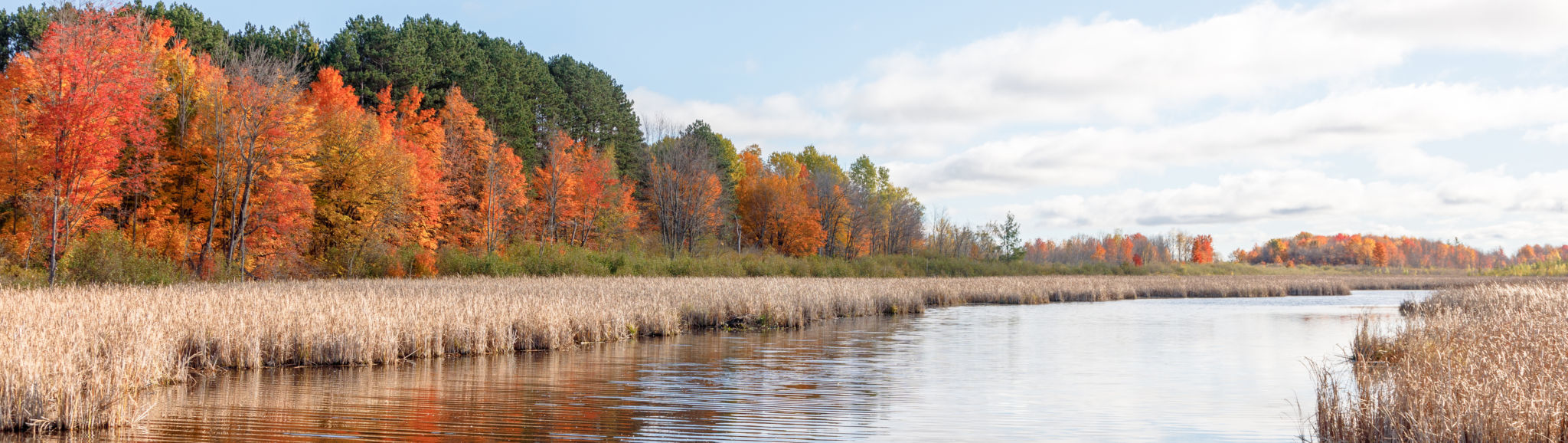 fall trees run along the edge of Mer Bleue Bog in Ottawa, reflected in the bog's water