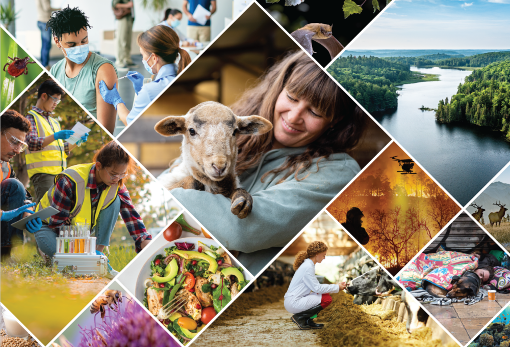 A collage of photos relating to one health, including a woman holding a sheep, a person on a dairy farm, a river, a plate of food, and a bee.