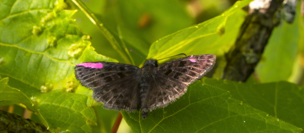 U of G Team Restores Endangered Butterfly, Story Captured in New Documentary 