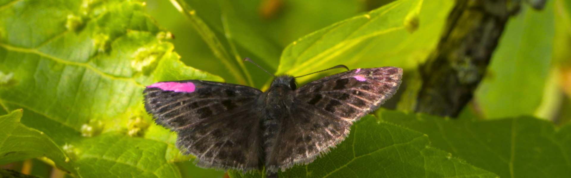 A mottled duskywing butterfly resting on a bright green leaf. The butterfly has dark brown wings with a speckled pattern and a distinctive pink mark on each upper wing. The background consists of other leaves and natural greenery.