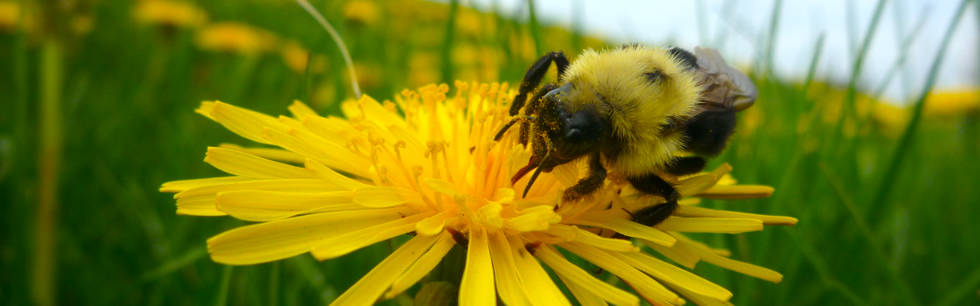 Bumblebee on a yellow flower