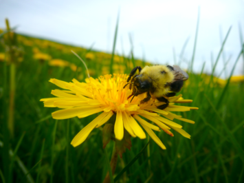 Queen Bees Choose to Hibernate in Pesticide-Contaminated Soil: U of G Study 