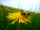 Bumblebee on a yellow flower