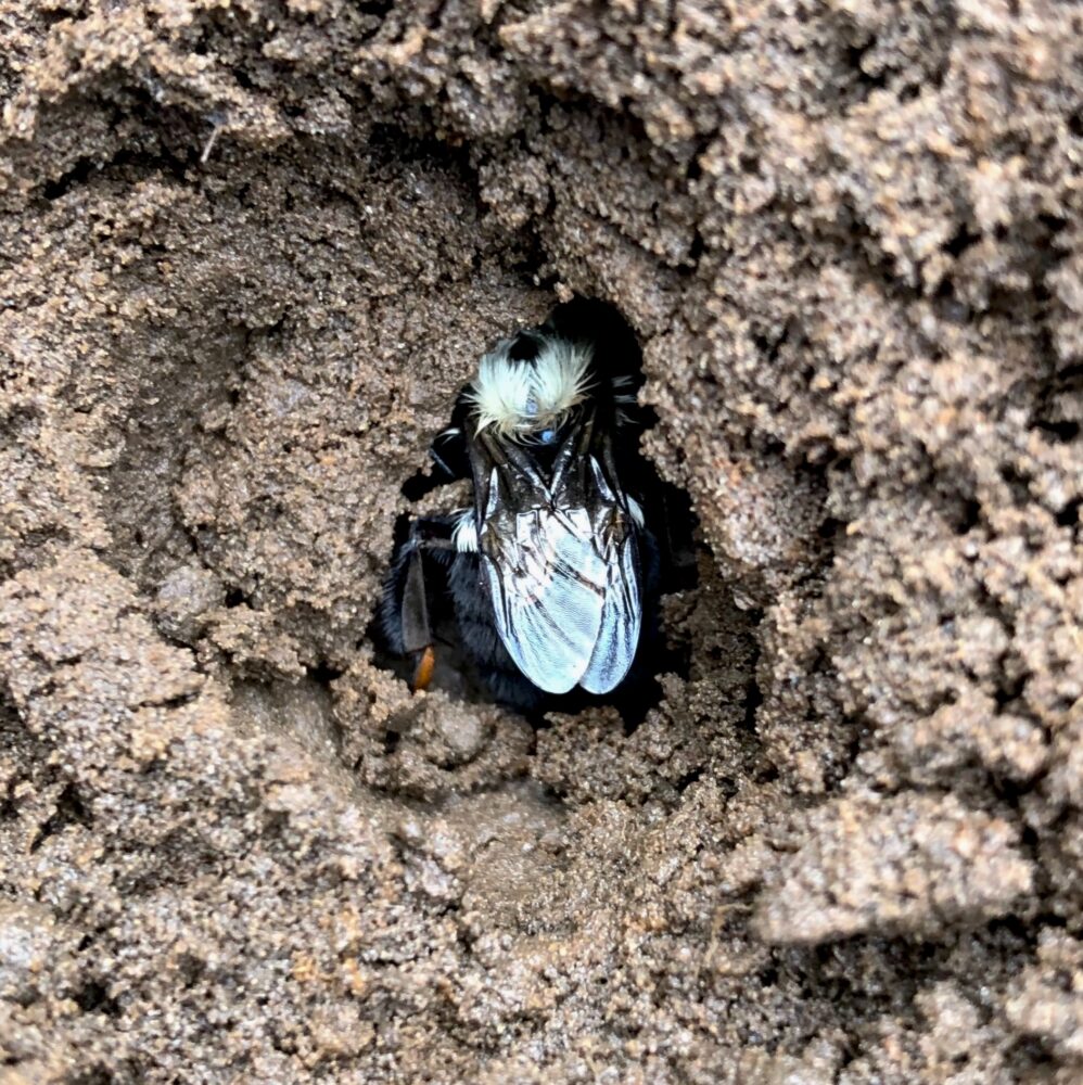 Bumblebee burrowed in dirt, appearing to hibernate