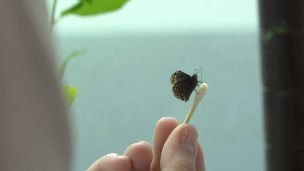 A small butterfly perches on the tip of a cotton swab held by a person's hand. The swab appears to be used for feeding the butterfly, possibly with sugar water. The background is soft and out of focus, with hints of greenery and a lab setting