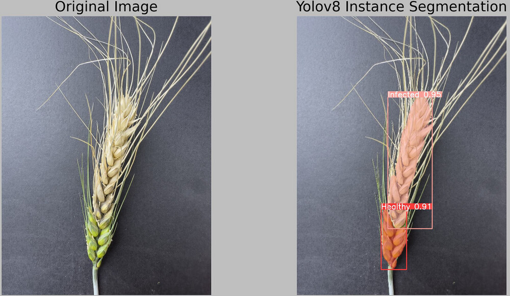 A side-by-side comparison of a wheat head. The left image shows the original wheat head, with a pale upper portion and a green lower portion. The right image is a segmented version using the Yolov8 instance segmentation tool, where the infected part of the wheat head is highlighted in red with a label "Infected 0.95" at the top. The healthy portion at the bottom is highlighted with a label "Healthy 0.91." The image demonstrates how AI technology is being used to detect and differentiate between infected and healthy parts of the wheat head.