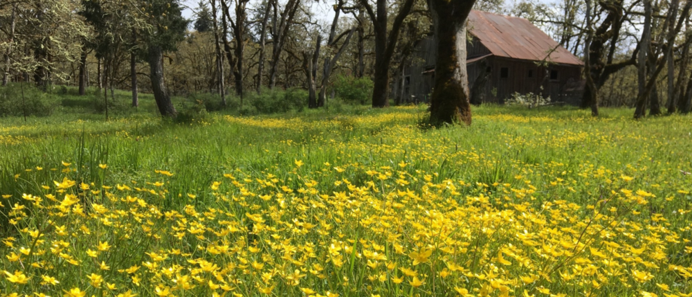 A vibrant grassy meadow filled with small yellow flowers stretches across the foreground. In the background, an old wooden structure with a rusted roof is partially obscured by tall trees with sparse branches