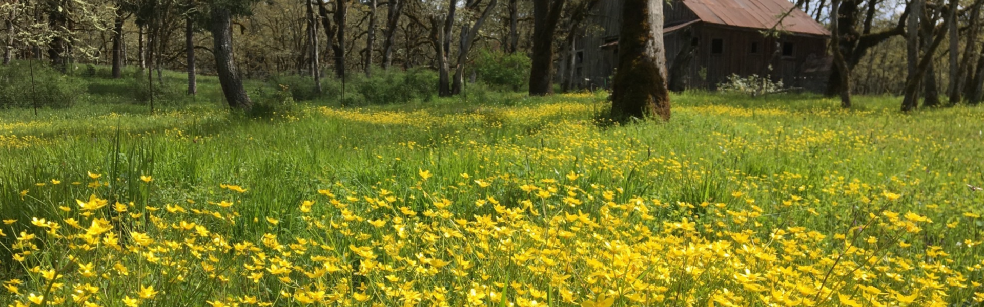 A vibrant grassy meadow filled with small yellow flowers stretches across the foreground. In the background, an old wooden structure with a rusted roof is partially obscured by tall trees with sparse branches