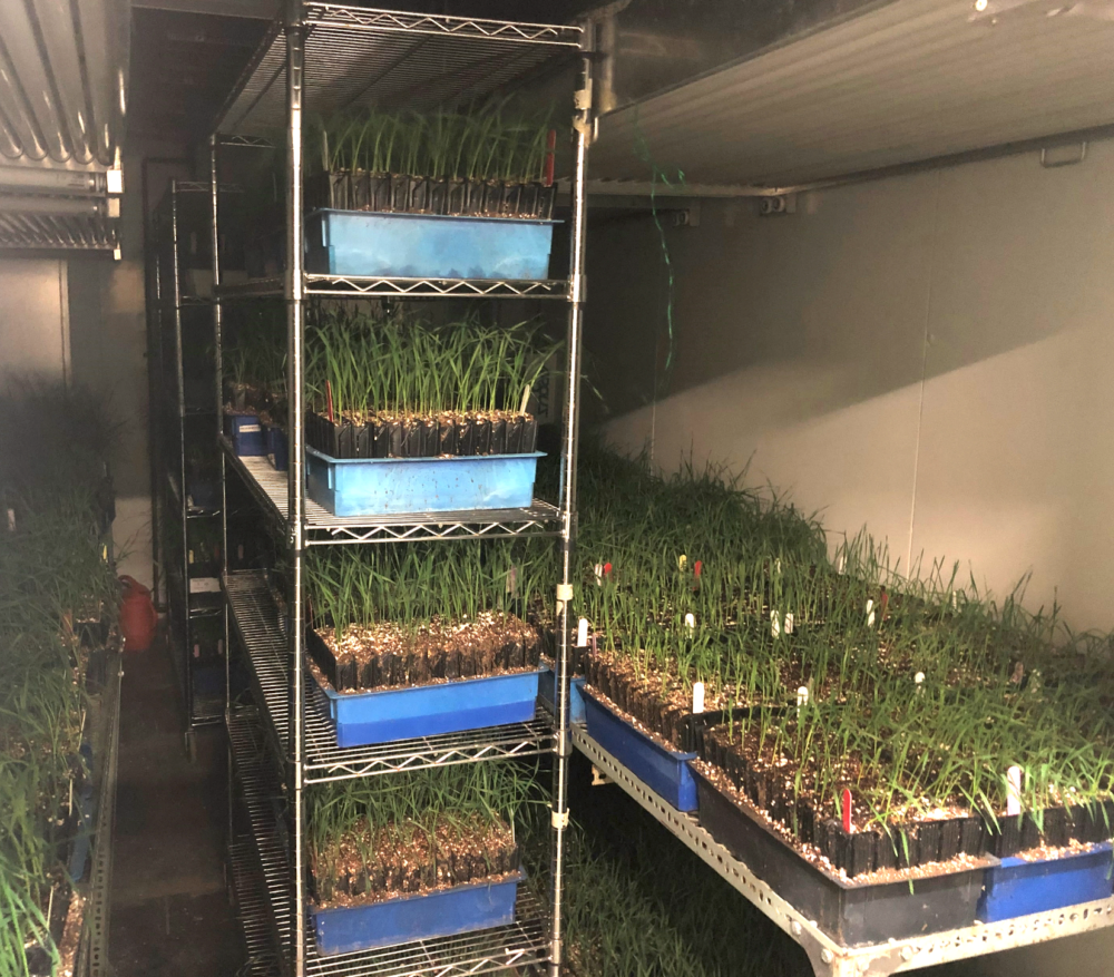 A controlled environment room with shelves holding trays of young wheat plants growing in small containers. The wheat plants are in various stages of growth, and the setup is part of a research facility. The trays are organized on metal racks, allowing researchers to monitor the plants under consistent, controlled conditions. This environment is likely used for experiments related to wheat breeding, testing traits such as disease resistance or growth performance.