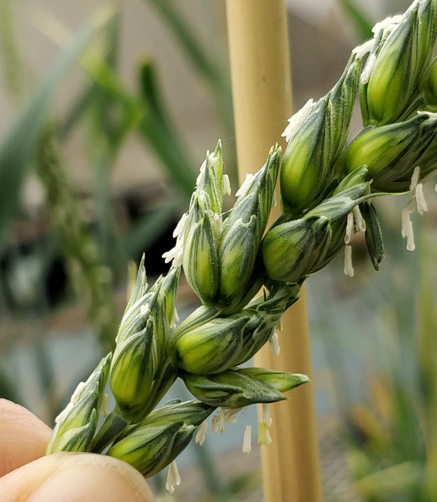 Close-up of wheat kernels 