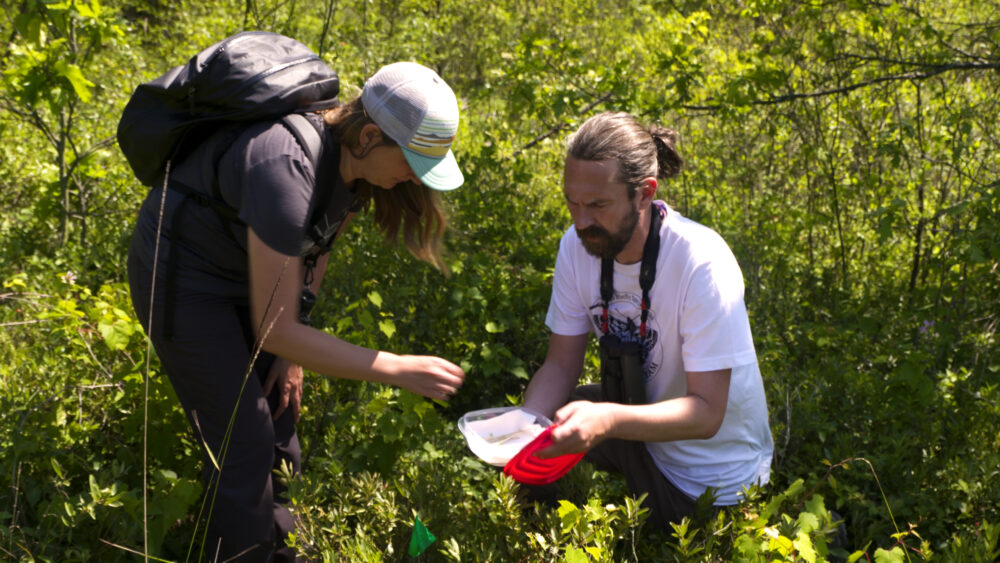 Two people in a dense, green field engaged in butterfly research. One person, wearing a hat and dark clothing, is bending over to observe something in a plastic container. The other, kneeling, holds the container and wears a white t-shirt with binoculars around their neck. The background is full of leafy vegetation.