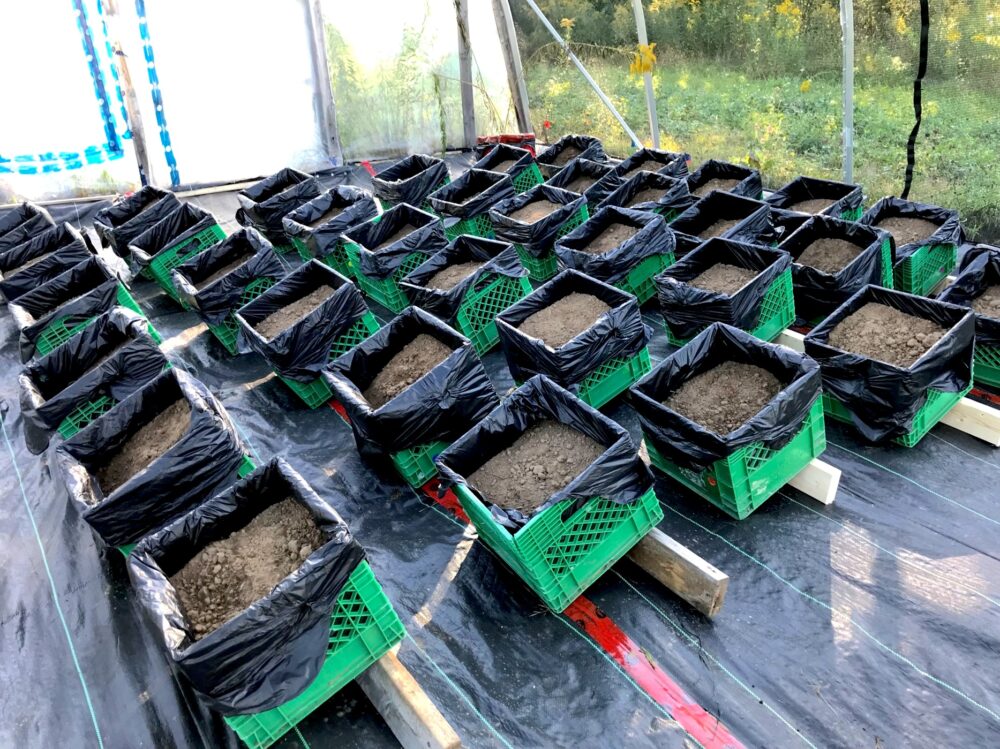 Rows of crates of soil in a greenhouse research environment