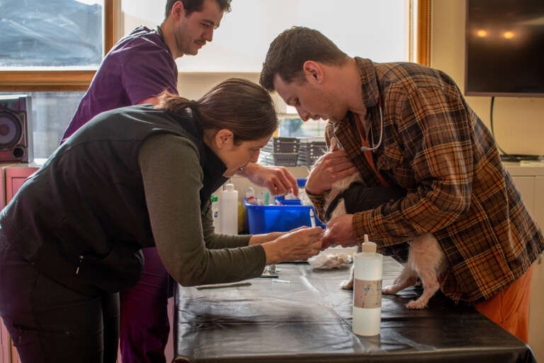 3 veterinary workers attend to a small dog on a veterinary table