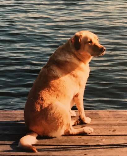 a yellow lab sits on a dock and gazes at the water