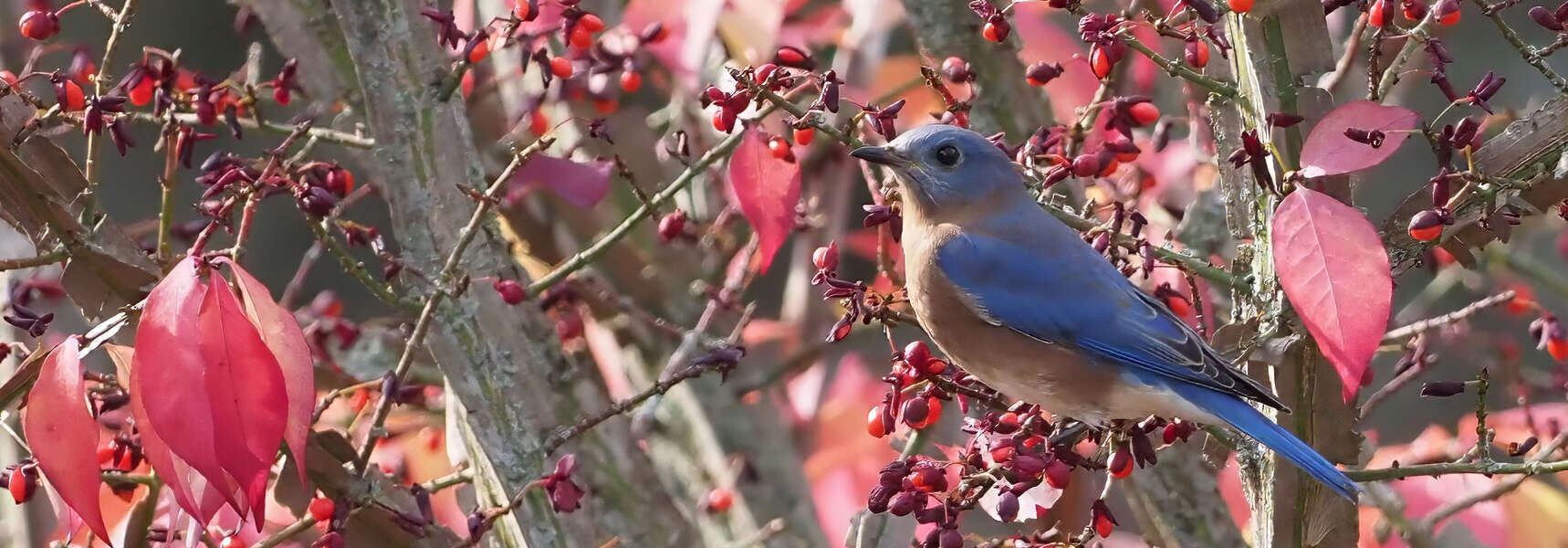 a blue bird sits on a brown branch amongst red leaves