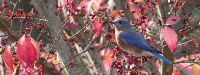 Why Winter is a Great Time to Take Up Birding 