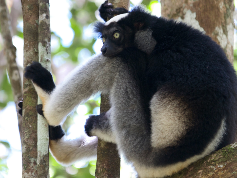 Lemur with striking black and white fur and bright orange eyes. This is likely a black-and-white ruffed lemur, known for its contrasting coat pattern and longer fur around its head and neck.