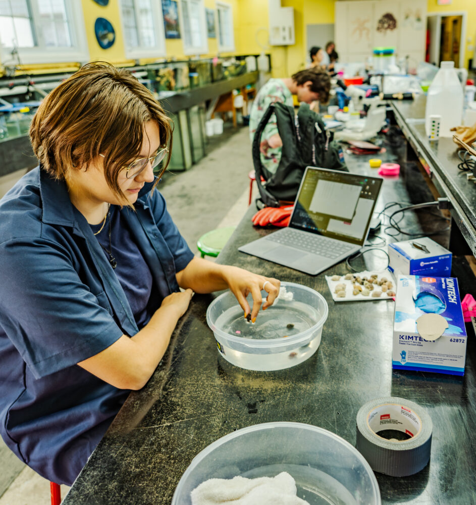 A student in a lab setting, examining small marine specimens in a shallow plastic container. The workspace has lab equipment, a laptop, and containers with supplies in a brightly lit room.