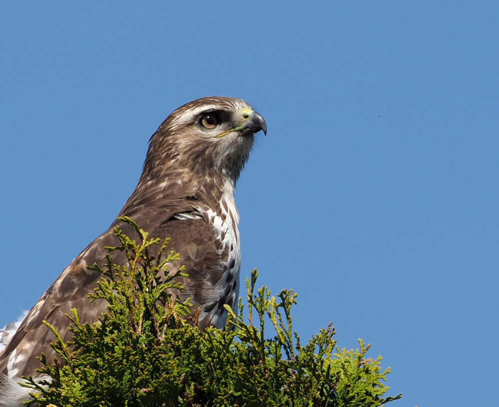 a brown bird sits in green foliage with a blue sky in the background