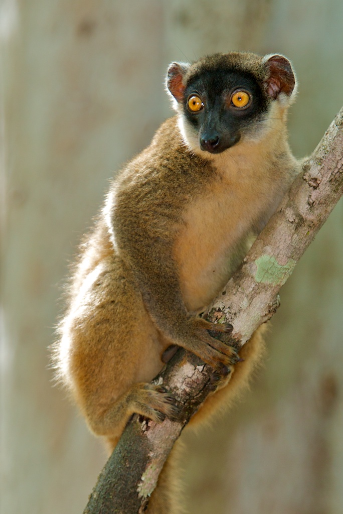 wn lemur with bright, round, orange-yellow eyes, characteristic of many lemur species. It has a brownish-gray coat and is perched on a branch.