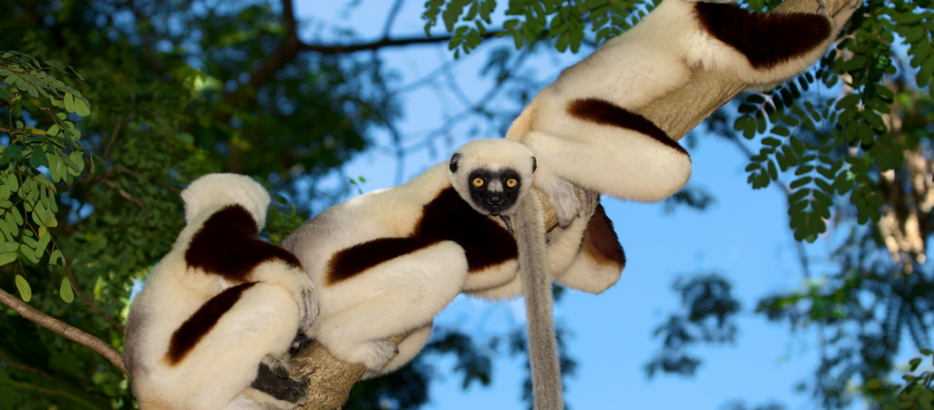 U of G Researchers Helping to Protect Lemurs, World’s Most Endangered Animals 