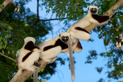 U of G Researchers Helping to Protect Lemurs, World’s Most Endangered Animals 