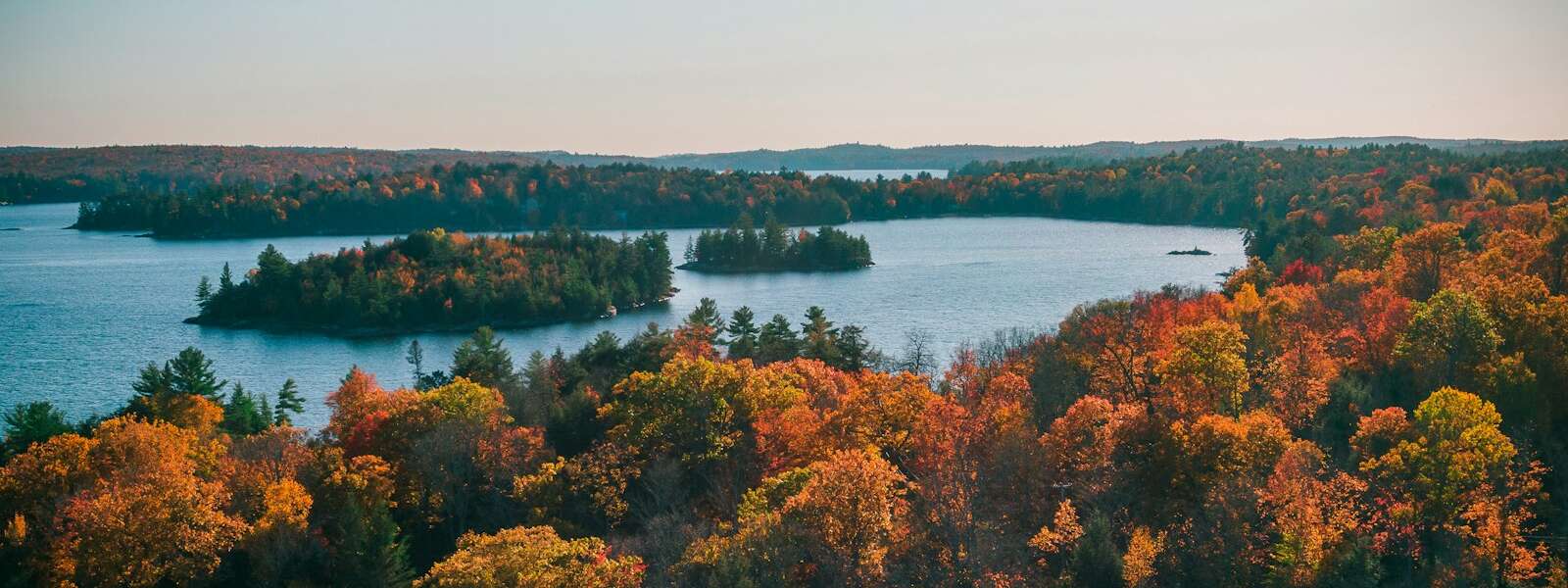 green and brown trees near body of water during daytime