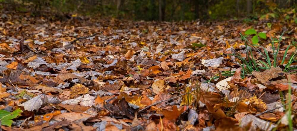 brown leaves cover the ground with grass poking through