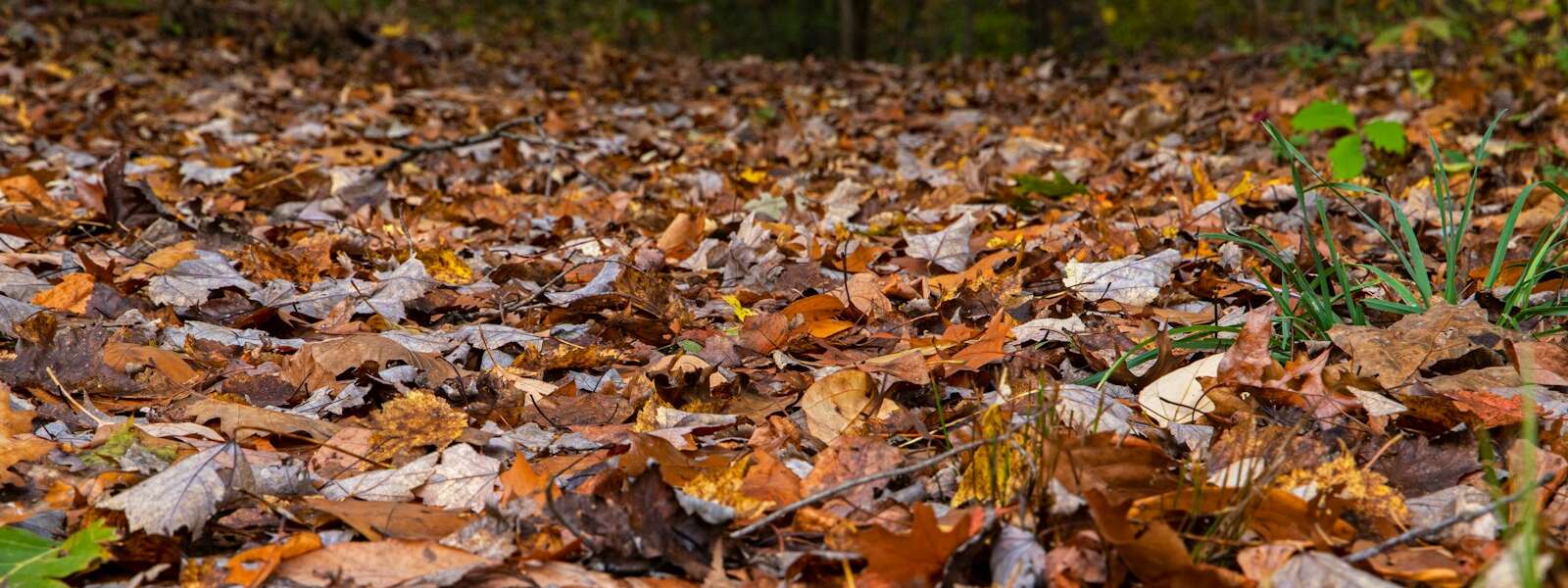 brown leaves cover the ground with grass poking through