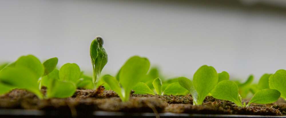 a small green plant sprouts from the ground