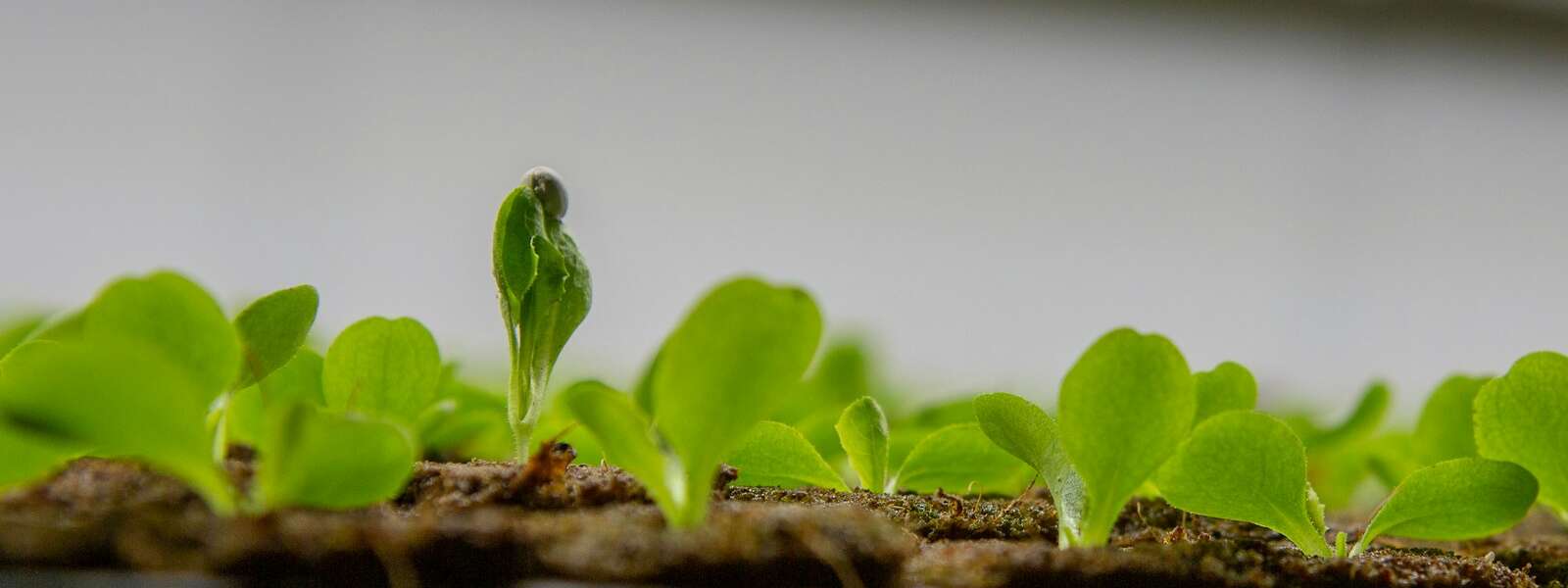 a small green plant sprouts from the ground