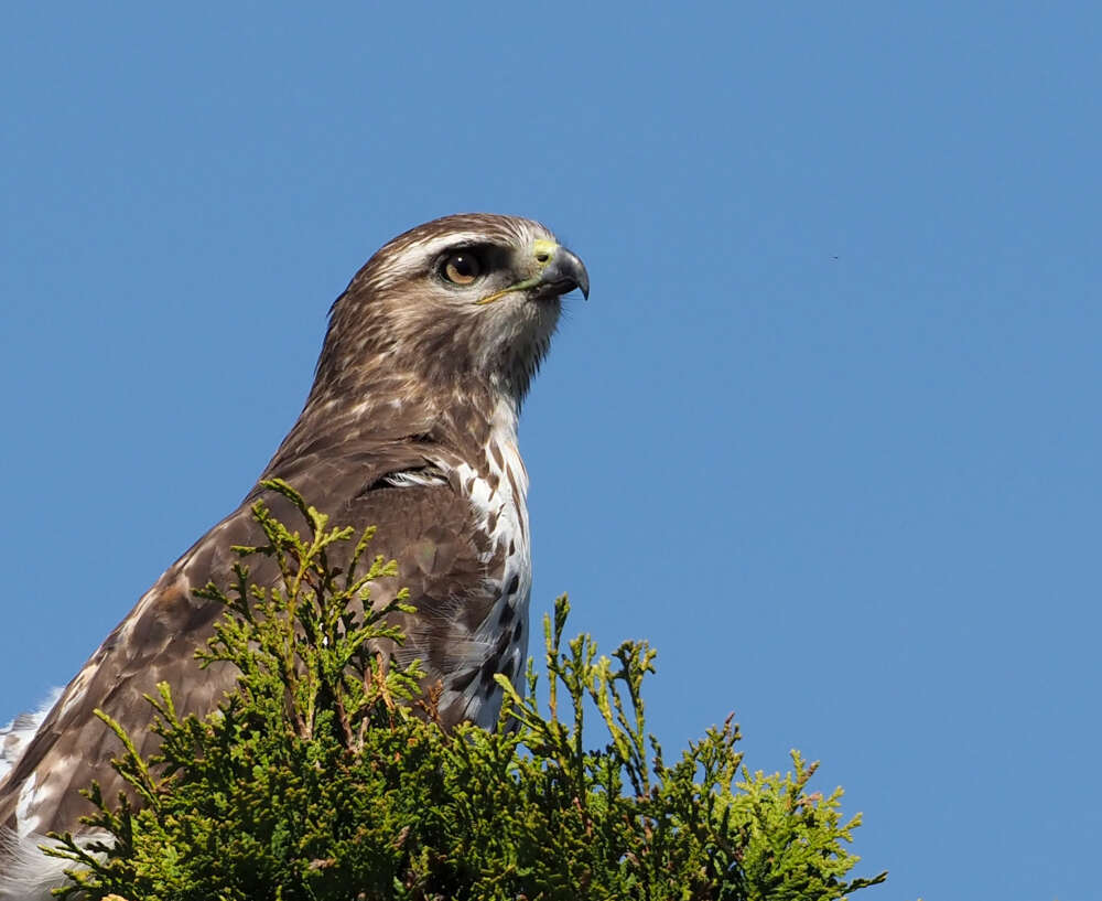 a brown bird sits in green foliage with a blue sky in the background