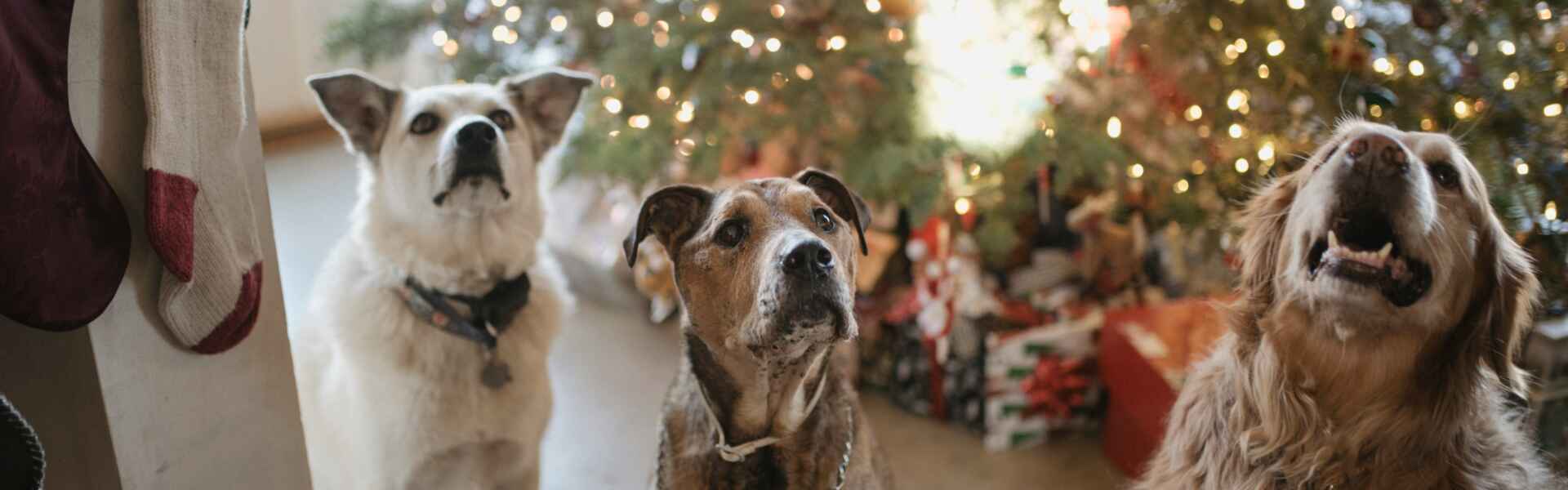 Why Grief Over Lost Pets Hits Harder During Holidays 