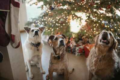 Why Grief Over Lost Pets Hits Harder During Holidays 