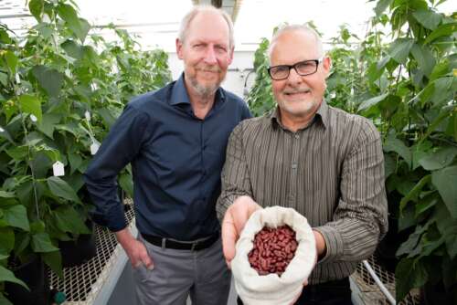 Two men stand in a greenhouse surrounded by potted bean plants, and hold up a bag of red kidney beans