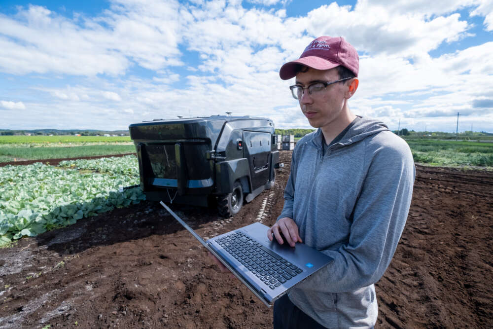 a person in a ballcap looks at a laptop while standing in crop field next to a large robotic weeding machine