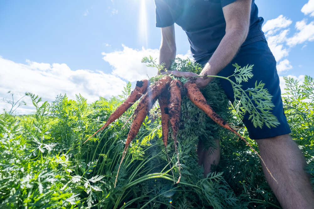 Hands pull out carrots in the middle of a field, bright sky in the background