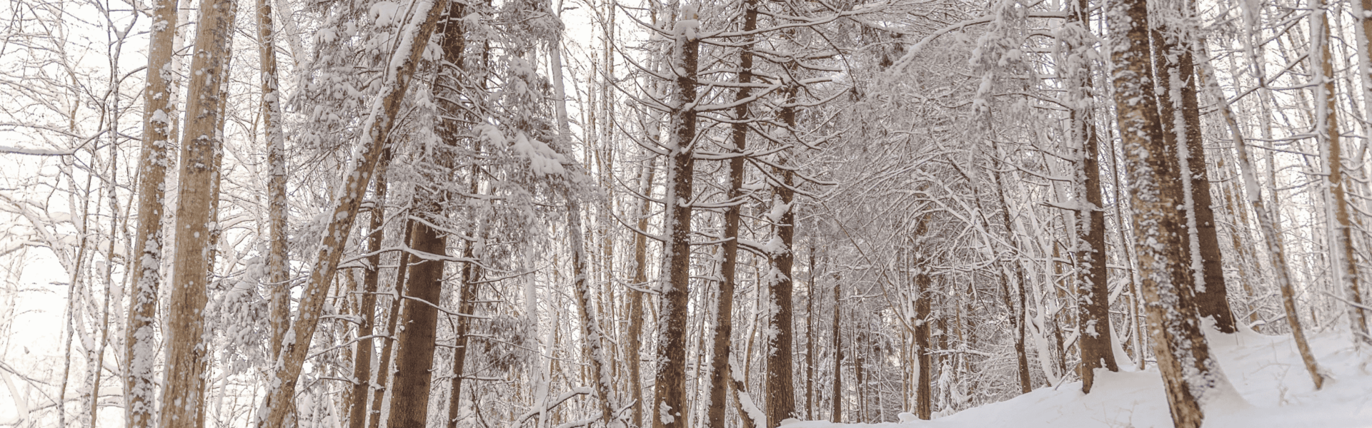 This Cold, Snowy Winter Has Been Great For Our Trees, Says Arboretum Expert