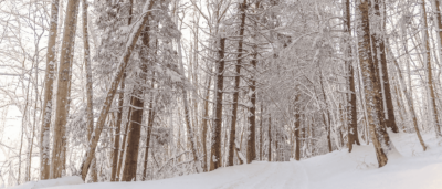 This Cold, Snowy Winter Has Been Great For Our Trees, Says Arboretum Expert