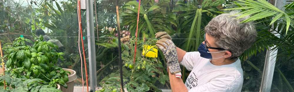 a woman in a white shirt wearing a mask tends to vegetables in a greenhouse