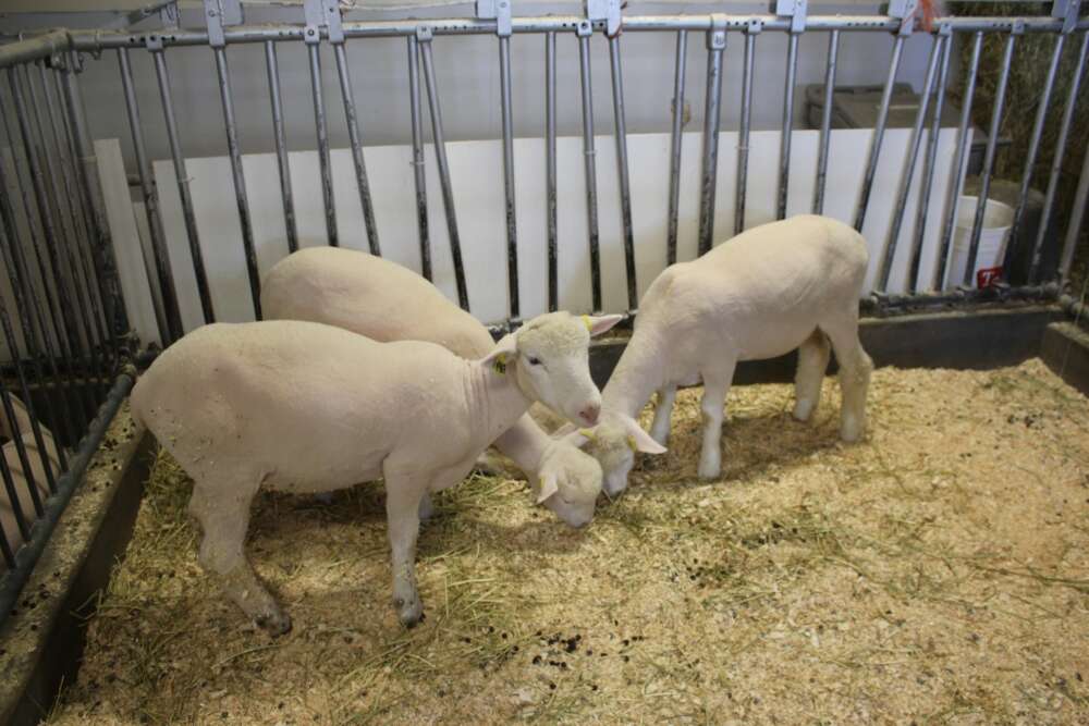 three sheep stand in a stall on wood shavings