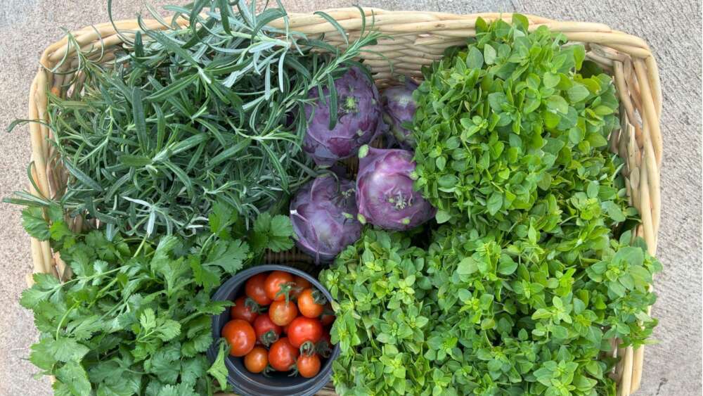 fresh produce including thyme basil and tomatoes are shown in a basket