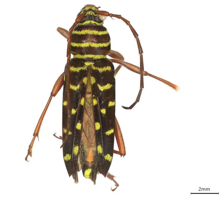a closeup of a long-horned beetle