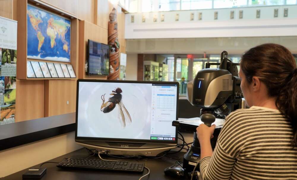 A person uses a high powered microscope to photograph an insect specimen