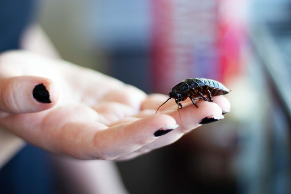 A hand holds a Madagascar hissing cockroach, in focus