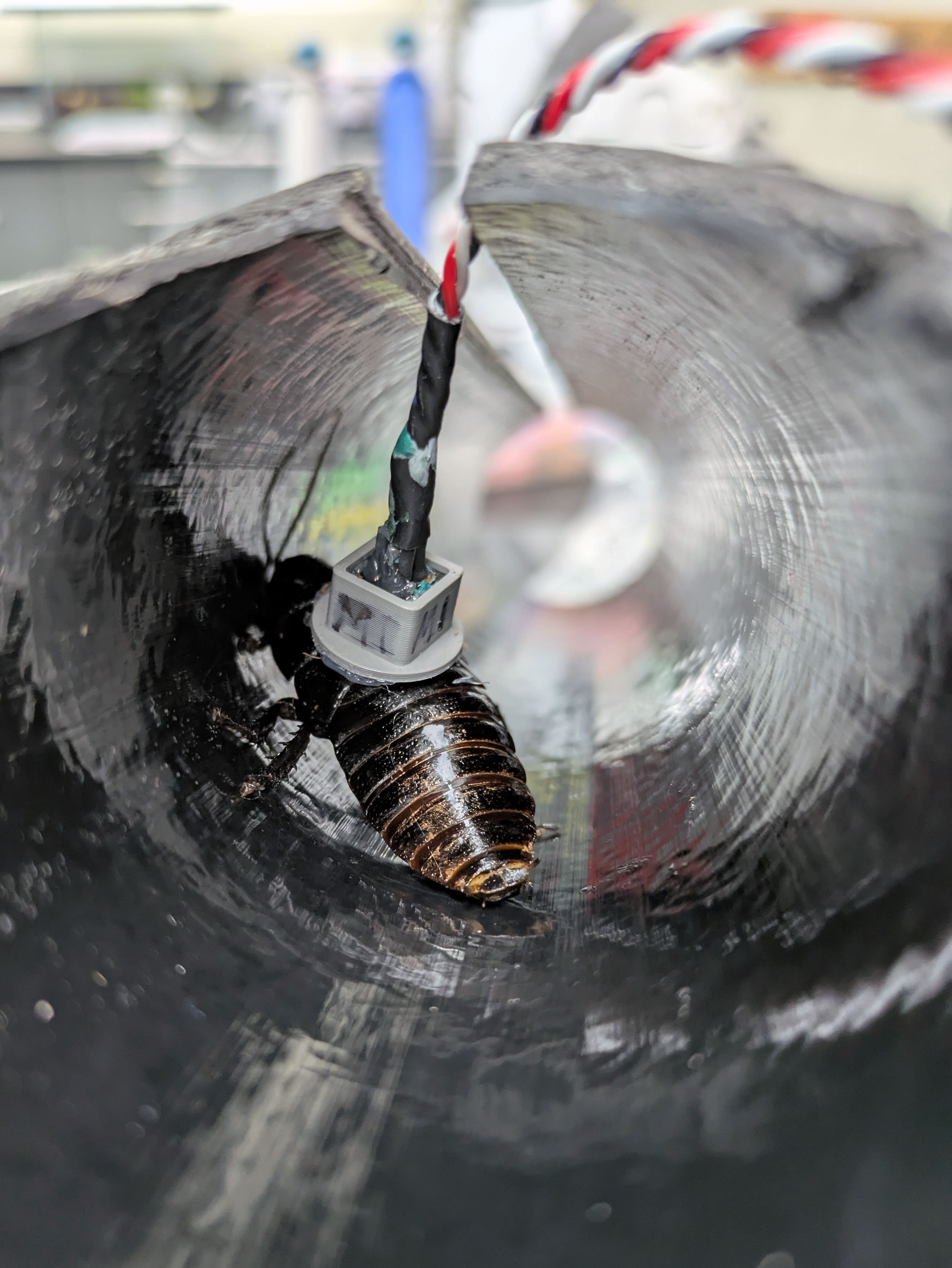Cockroach fitted with 3D printed backpack and a wire that runs through a slit in a tube.