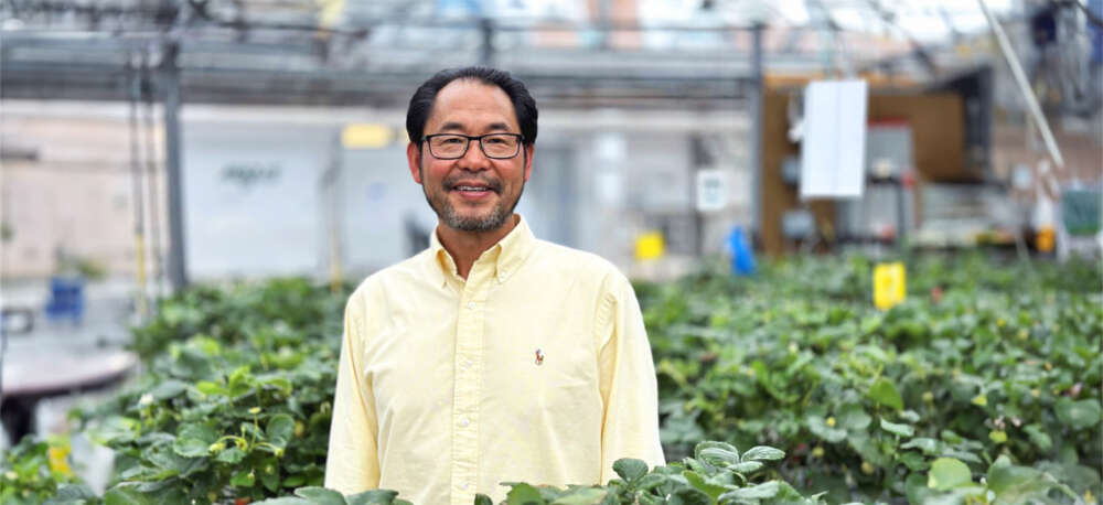 Dr. Youbin Zheng, a researcher wearing a pale yellow shirt, stands among rows of lush strawberry plants in a greenhouse. The background is filled with equipment and overhead irrigation lines, highlighting a controlled research environment.