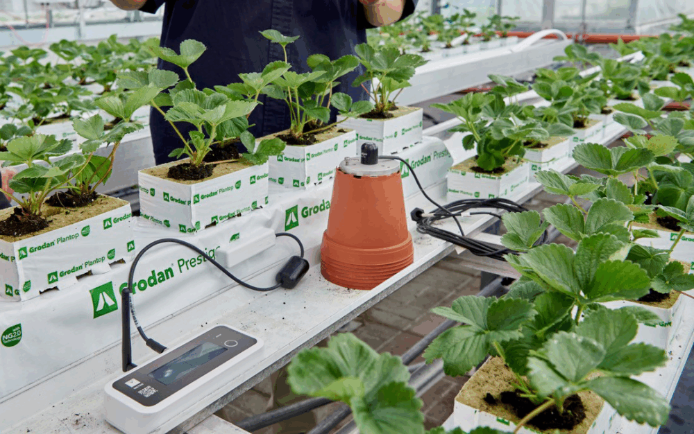 Close-up view of strawberry plants growing in white Grodan blocks inside a greenhouse. A variety of scientific equipment is connected to the plants, including sensors, a digital meter, and a terracotta-colored soil probe, used for monitoring conditions such as moisture and nutrient levels.