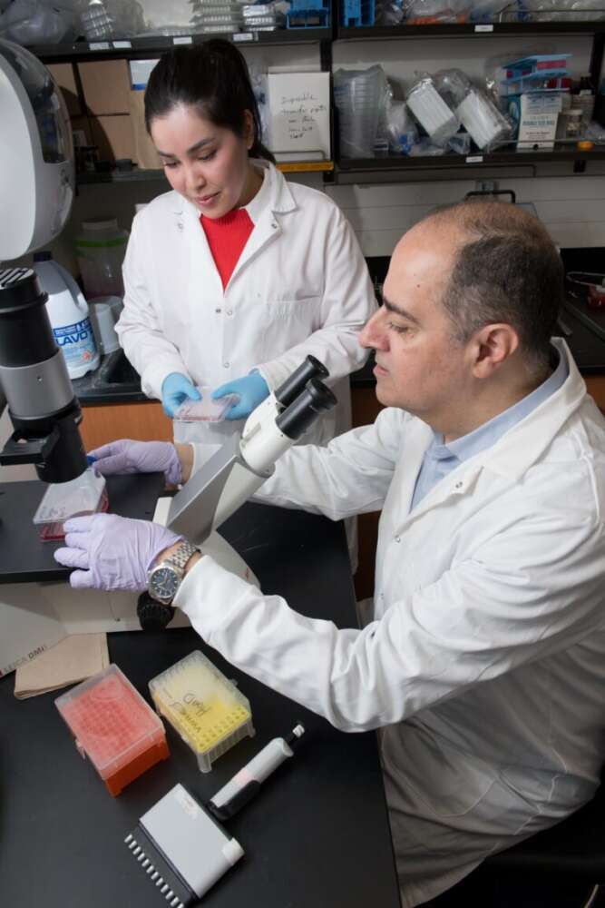 Two people in lab coats in a lab. One looks through a microscope and the other holds a tray of samples